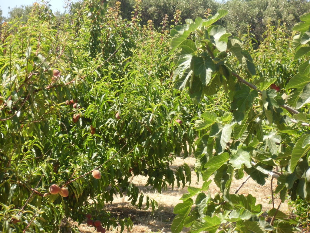 Вилла Stella Di Sicilia San Fratello Экстерьер фото